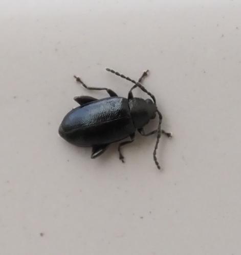 Réf. 249 402 : Phyllotreta consobrina
